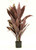 27cm Cordyline Tree
