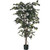 4' Ficus x 720  Green