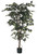 6' Ficus x 1248   Green