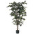 6' Ficus x 1248   Green