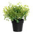 Potted Oregano 23Cm