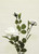 Micro Peach Rose x3 White