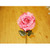 Fuchsia Mesh Single Rose