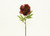 27" Peony Dk Red