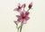 32" Magnolia Fuchsia