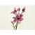 32" Magnolia Fuchsia