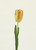 Single Tulip Peach