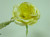 25cm Single Rose Yellow