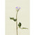 Rosebud Lilac