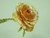 25cm Single Rose Orange