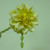 25cm Dahlia Yellow