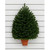 30" Canadian Pine Wall Tree