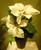 30cm Poinsettia Potted Cream
