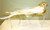 15cm Glitter Robin w/Ribbon Gold
