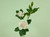Gardenia Spray  Cream/Pink