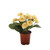 24cm Bellis Bush Yellow