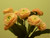 24cm Bellis Bush Pink