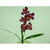Cymbidium x5 W/Leaves Purple