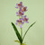 Cymbidium x5 W/Leaves Pink