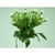 38cm Mini Bud Bush Cream