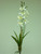 66cm Orchid Bush Cream