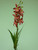 66cm Orchid Bush Hot Pink