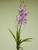 66cm Orchid Bush Pink