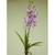 66cm Orchid Bush Pink