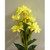 34cm Gerbera Bush Yellow