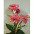 34cm Gerbera Bush Hot Pink