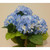 Hydrangea Bush Blue