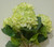 Hydrangea Bush Green