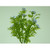 34cm Berry Bush Lavender