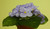 20cm Violet Bush Lavender
