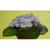 20cm Violet Bush Lavender