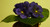 20cm Violet Bush Purple
