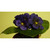 20cm Violet Bush Purple