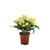 28cm Daisy Bush x6 Yellow