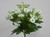 28cm Daisy Bush x6 Cream