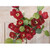 Mini Ranunculus Bush x7 Red