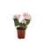 Hydrangea Bush Pink