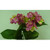 Hydrangea Bush Hot Pink