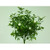 Rose Bud Bush x7 Cream