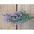Lavender Bush x12 Lavender