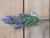 Lavender Bush x12 Purple