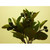 21cm Berry Bush x7 Black