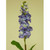 65cm Snapdragon Purple