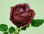 63cm Rose Burgundy