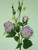 51cm Rose Spray Antique