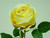 63cm Rose Yellow